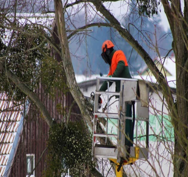 Taille d'arbres Paysagiste professionnel pour travaux