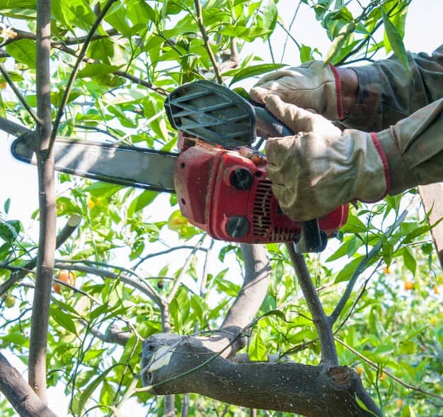 Tailler haie et abattre arbre à Dijon (21) Paysagiste afin de entretenir arbres à Dijon (21)